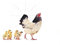 15cm! Aufkleber-Folie Wetterfest Made IN Germany Huhn mit Küken T07-UV&Waschanlagenfest-Auto-Sticker Decal Profi Qualität farbig Digital-Schnitt!