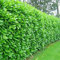 [x5] Cherry Laurel | Evergreen Hedging | Fast Growing | 30-60cm | P9 Pots