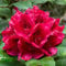Rhododendron Lord Roberts Evergreen Outdoor Garden Shrub Red Flowering Plant in Pot