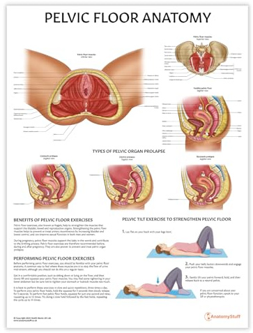 AnatomyStuff Poster: Beckenbodenanatomie, 45 x 60 cm, für Klassenzimmer, Klinik & Heimbüro