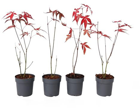 Plant in a Box - Ao giapponese - 4 pezzi - Palmatum 'Atropurpureum' - Altezza 25-40cm - Dimensione del vaso 10,5cm - albero - rosso