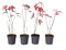 Plant in a Box - Ao giapponese - 4 pezzi - Palmatum 'Atropurpureum' - Altezza 25-40cm - Dimensione del vaso 10,5cm - albero - rosso