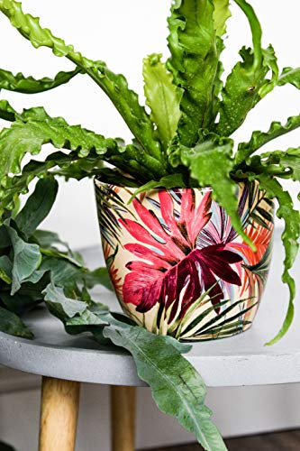 Ivyline Monza Tropical Fuchsia Planter 17CM