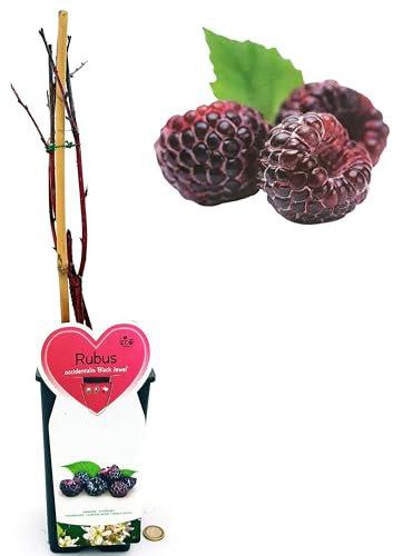 POWERS TO FLOWERS - RUBUS OCCIDENTALIS BLACK JEWEL, PIANTA DI LAMPONE NERO, piante vere