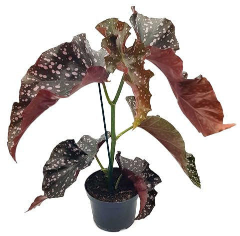 Fangblatt – Begonia 'Crackling Rose' – prächtige Zimmerpflanze im 12 cm Topf – auffällige Zierpflanze – pflegeleicht und robust