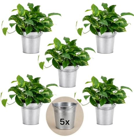 Pflanze Plus | Potos (Epipremnum aureum) | Lotto da 5 piante con vaso in zinco | Pianta da interno facile da curare