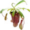 Nepenthes X Ventrata - sehr schöne Kannenpflanze - faszinierende fleischfressende Pflanze, welche als Einsteiger Karnivore geeignet ist