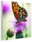 MuchoWow Glasbild Glasfoto Wandbild Bilder Deko 20x20 cm Schmetterling - Blumen - Insekten