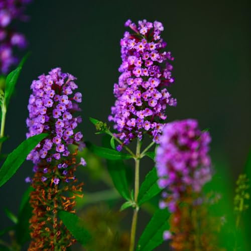 50 pcs schmetterlingsflieder winterhart samen - winterfeste pflanzen für balkon schmetterlingsbaum,Buddleja lindleyana,sommerflieder,Schmetterlingsstrauch bienenwiese bienenfreund