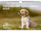 Hundezauber Golden Retriever DIN A4 Kalender für 2025 Welpen und Hunde - Seelenzauber