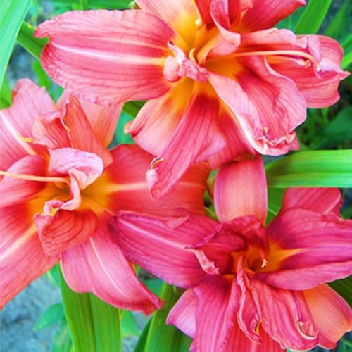 Taglilienzwiebeln-Winterhart MehrjäHrig,Hemerocallis Knollen,Taglilien Pflanzen,Taglilien Zwiebeln Winterhart MehrjäHrig,Winterharte Stauden-3zwiebeln-b