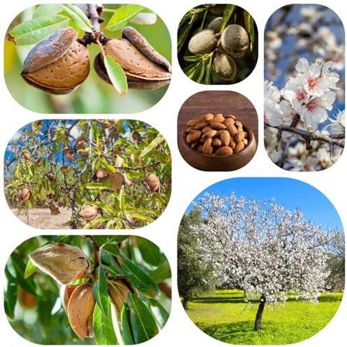 mandelbaum pflanze samen, baumsamen, stauden alte sorten, balkongewächshäuser bio saatgut, topfpflanzen für draußen saatgut alte sorten, pflanzen samen indoor sträucher winterhart, 10pcs