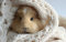 LHJOY Iq Puzzle 1000 Teile Meerschweinchen 75X50Cm