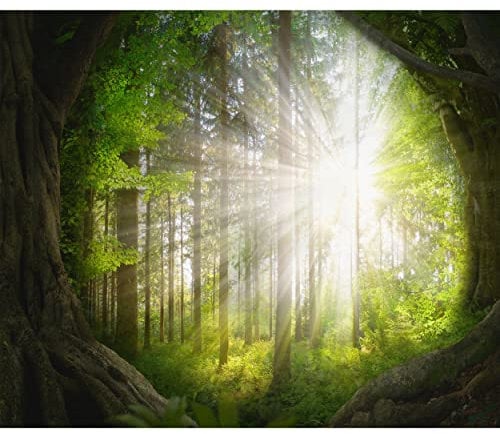 decomonkey Fototapete selbstklebend Wald 343x256 cm Selbstklebende Tapeten Wand Fototapeten Tapete Wandtapete klebend Klebefolie Landschaft Natur Baum Sonne