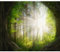 decomonkey Fototapete selbstklebend Wald 343x256 cm Selbstklebende Tapeten Wand Fototapeten Tapete Wandtapete klebend Klebefolie Landschaft Natur Baum Sonne
