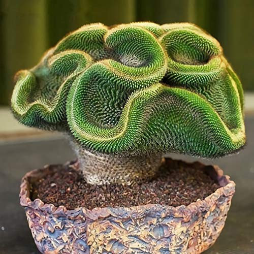Benoon Semi Di Cactus, 100 Pezzi/Borsa Semi Di Cactus Mini Semi Di Da Tavolo Leggeri A Forma Di Romanzo Per Campagna Semi di Cactus