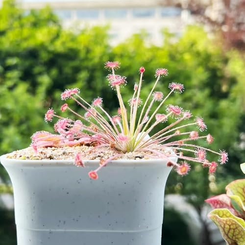 200 pz Semi di drosera - piante in vetro piante da giardino Pianta carnivora balcone della serra coltivazione del seme piante da balcone piante in vaso resistenti giardino delle bottiglie