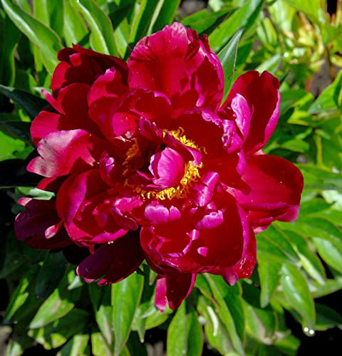Edelpfingstrose Peter Brand - Paeonia lactiflora - lebende Gartenpflanze aus den Baumschulen