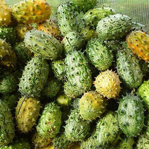Kiwano Samen (exotische Horngurke/Hornmelone, Cucumis Metuliferus), frische Saatkörner gesundes Saatgut, Gemüse, Stachelgurke, Stachelmelone, Versand aus Deutschland