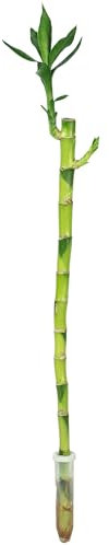 Bambù della fortuna 'Lucky Bamboo' con stelo dritto, nel tubicino - pianta da interno facile da curare, Dracaena Sanderiana - altezza ca. 50 cm, diametro del tubicino 2 cm