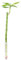 Lucky Bambou tige droite, dans un tube - plante d'intérieur facile d'entretien, Dracaena Sanderiana - hauteur env. 50 cm, tube-Ø 2 cm