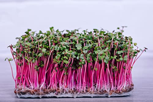 500 g Radieschen Red Coral Sprossen Samen Microgreens Keimsaat Bio Vegan