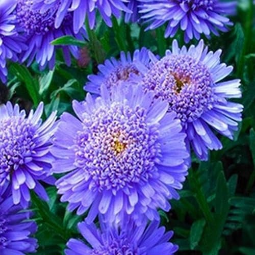 kiskick Mehrjährig Samen,100 Stück Seltene Chrysantheme Blume Pflanze Samen Home Garten Bonsai Balkon Dekor Chrysanthemensamen