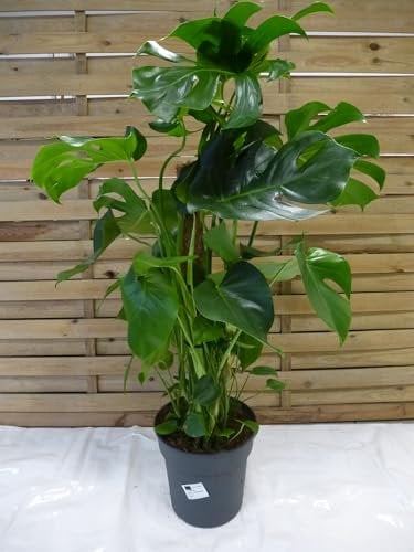 [Palmenlager] - Monstera pertusum - Fensterblatt - 110 cm - Topf Ø 24 cm/Lieferung inkl. Rankhilfe // Zimmerpflanze mit großen Blättern