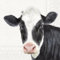 IHR Ideal Home Range - Papierservietten FARM COW cream - Kuh 20 St. Lunch-Servietten 33 cm x 33 cm