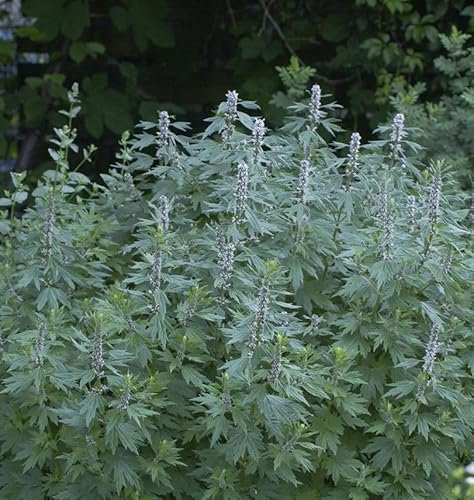 Herzgespann Grobbebol - Leonurus cardiaca - Gartenpflanze