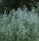 Herzgespann Grobbebol - Leonurus cardiaca - Gartenpflanze