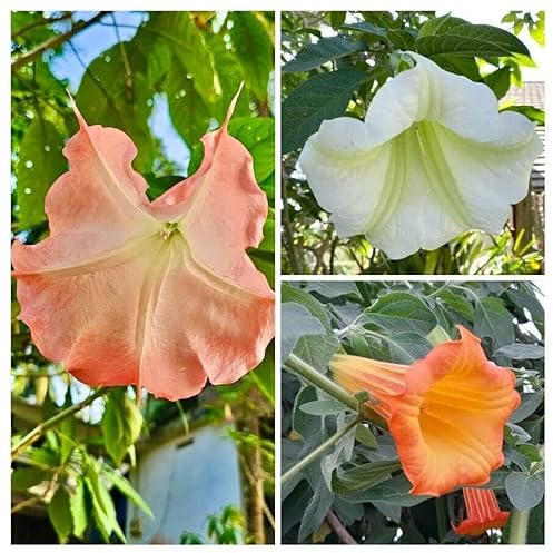 Engelstrompeten Samen Mischung - Brugmansia suaveolens 5+ Samen V 195