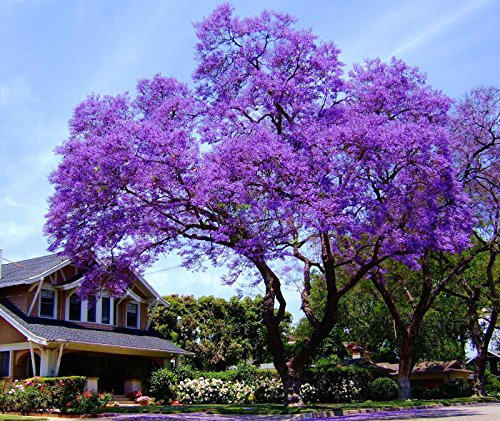 20pcs / bag Paulownia Samen, Bonsai-Samen, sehr einfache Pflanzen, begrenzt geschickt Geschenk