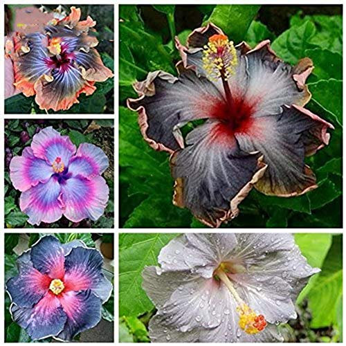 Schwarz: 200 stücke Hibiskus samen 24 arten HIBISCUS ROSA-SINENSIS Blumensamen hibiskusbaum samen für blumentopfpflanzen