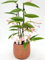 POWERS TO FLOWERS - BEGONIA TAMAYA IN VASO CERAMICA AFRICA, CORALLINA, TAMAIA, pianta vera