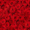 20 Servietten Rotes Rosenbett | Rosen | Blumen | Hochzeit | Valentinstag | Frauentag | Muttertag | Tischdeko | Decoupage | Serviettentechnik 33x33cm