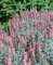 Veronica spicata 'Erika' ca. 9x9 cm Topf - Ähriger Ehrenpreis, rosa Blüten, Blütezeit Juni-August, ideal für Rabatten, bienenfreundlich, pflegeleicht