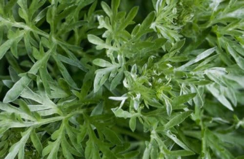 Absinth Wermut Artemisia absinthium Wermutsamen Heilpflanze 100 Samen