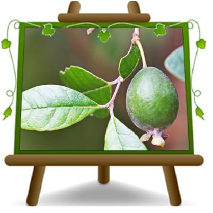 EURO PLANTS VIVAI Feijoa Innestata Autofertile – Pianta da frutto antico su Vaso: ø 26 cm. - *Altezza: 170-180 cm. - Età: 4 anni.
