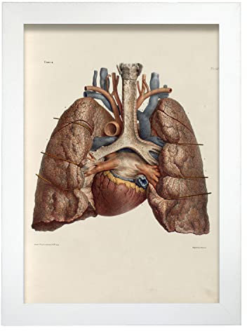 Nacnic Herz, Lunge, Luftröhre und Knorpel Poster. Dekorative Illustrationen der Anatomie und Medizin im Vintage-Stil. Innenarchitektur und Dekoration. A4, mit Rahmen.