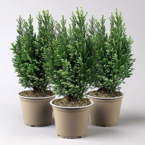Kegelzypresse 'Snow White'®, Topf-Ø 13 cm, 3 Pflanzen