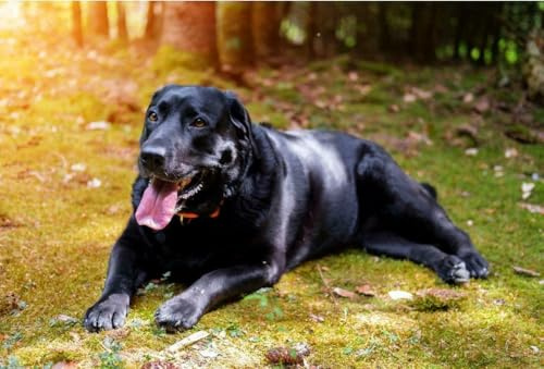 Jigsaw Puzzle 1000 Pieces BLACK LABRADOR RETRIEVER GLOSSY POSTER PICTURE PHOTO PRINT lab fun dog cute Family Fun Jigsaws Puzzles 1000 Pieces for Adults Gifts Challenging Puzzle Games