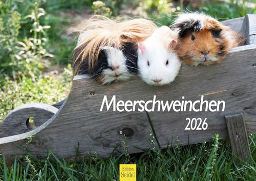 Edition Seidel Premium Kalender Meerschweinchen 2026 Format DIN A3 Wandkalender Tierkalender Meerschwein süße Kerlchen
