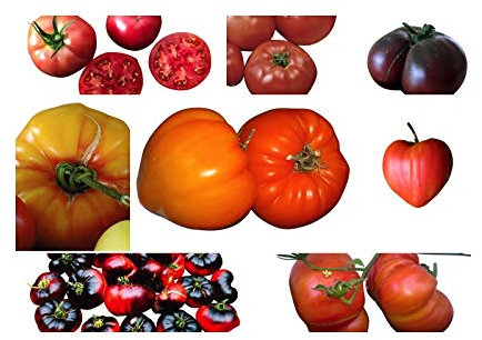 Fleischtomaten Saatgut Set 8 x 10 Samen (Alte-Historische Sorten) Tomaten Mit Geschmack