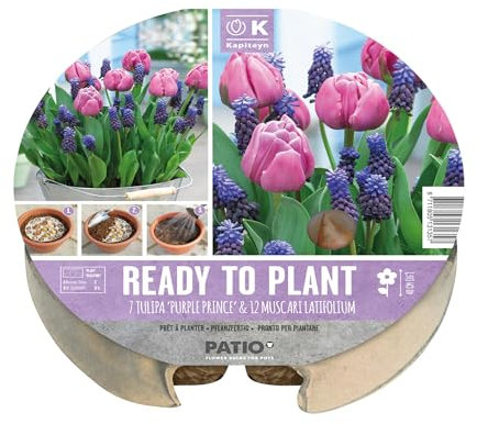 Ready to Plant 19 Flower Bulbs in Round Biodegardable Tray