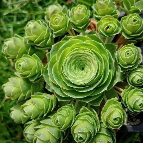 20 Stück Rosen-Sukkulenten hellgrün:Seeds Only