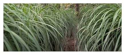 Stk - 30x Besondere Samen Zitronengras Garten Pflanzen - Samen KS236 - Seeds & Plants Shop by Ipsa