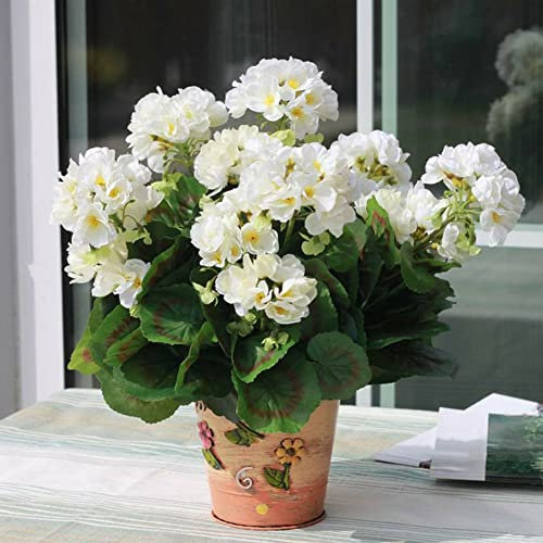 Haloppe 100 Pz Geranio Fiori Piante Semi per la Piantagione del Giardino di Casa, Semi di Pelargonium Geranio Fiore Giardino Balcone Bonsai Pianta in Vaso Decor Bianco