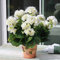 Haloppe 100 Pz Geranio Fiori Piante Semi per la Piantagione del Giardino di Casa, Semi di Pelargonium Geranio Fiore Giardino Balcone Bonsai Pianta in Vaso Decor Bianco