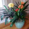 100 Stück Clivia-Samen für den Innen- und Außenbereich, zum Pflanzen duftender Bonsai-Blume im Topf, Obstbaum-Gemüsesamen Clivia Miniata-Samen